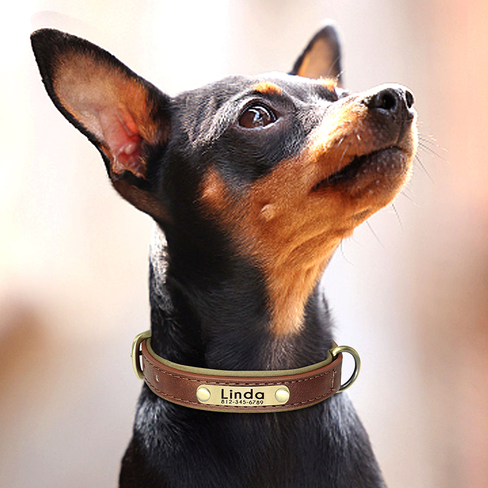 collier-personnalise-chien-mode