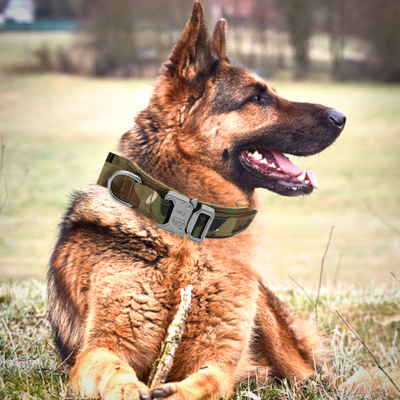 collier-pour-chien-camouflage