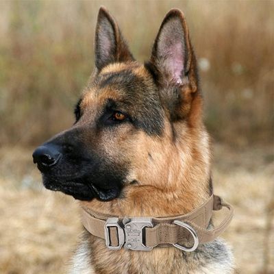 collier-pour-chien-kaki
