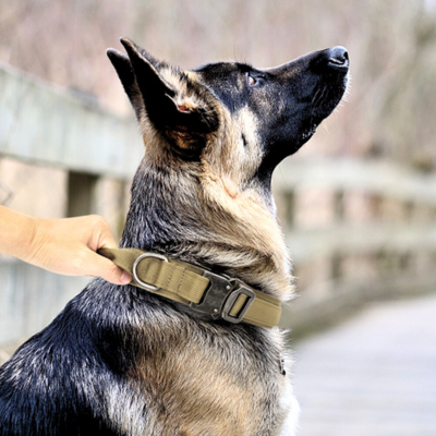 collier-pour-chien-kaki