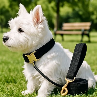 collier-pour-chien-luxe-petit