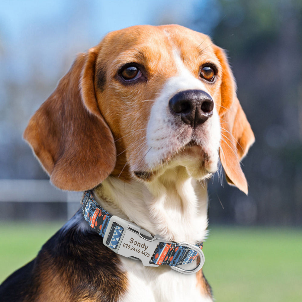 collier-pour-chien-personnalisé-jacinthe