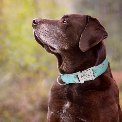 collier-pour-chien-personnalisé-menthe