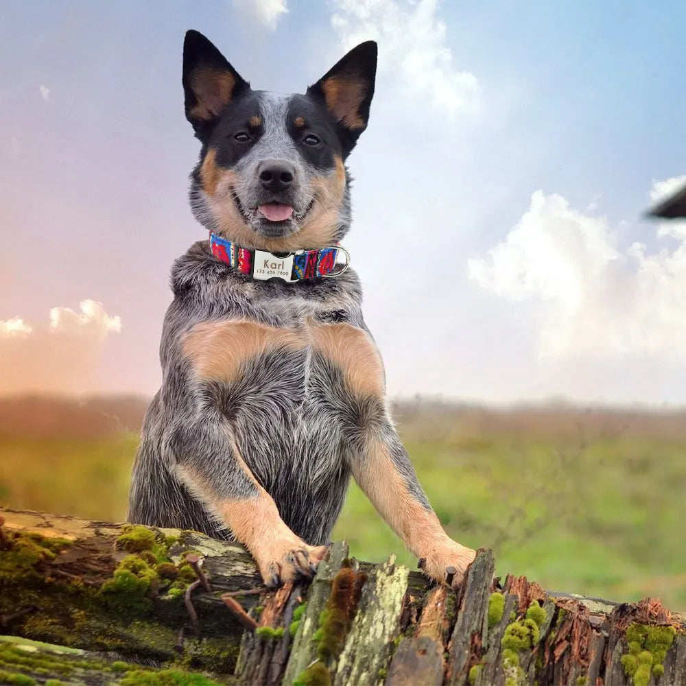 collier-pour-chien-personnalisé-pavot