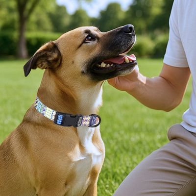 collier-pour-chien-turcoise