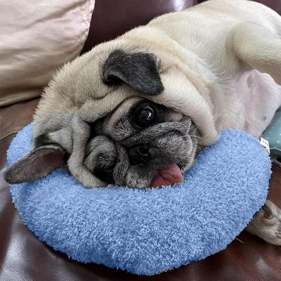coussin-chien-confort