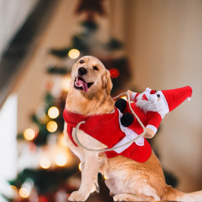 deguisement-chien-noel-rouge