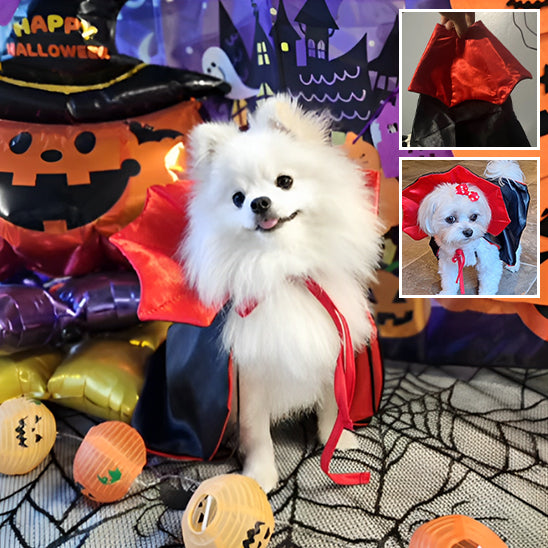 deguisement-halloween-chien-star