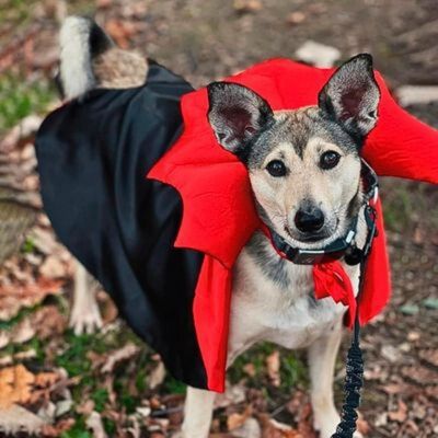 deguisement-pour-chien-allure
