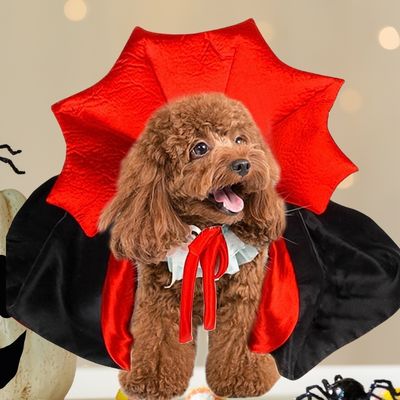 deguisement-pour-chien-caniche