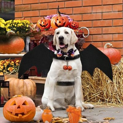 deguisement-pour-chien-citrouille