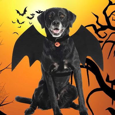 deguisement-pour-chien-comique