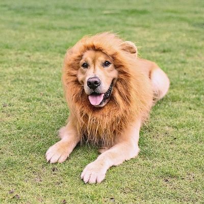 deguisement-pour-chien-comique