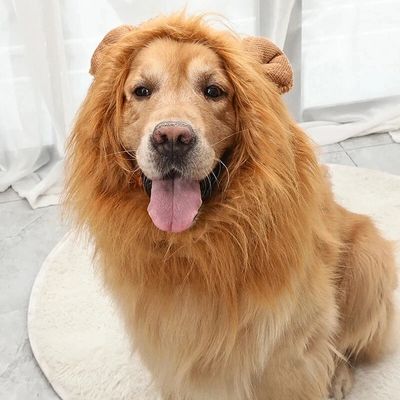 deguisement-pour-chien-confort