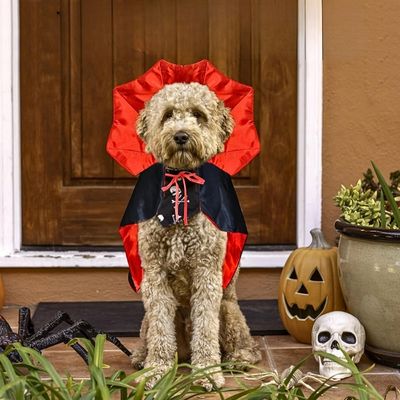 deguisement-pour-chien-doodle