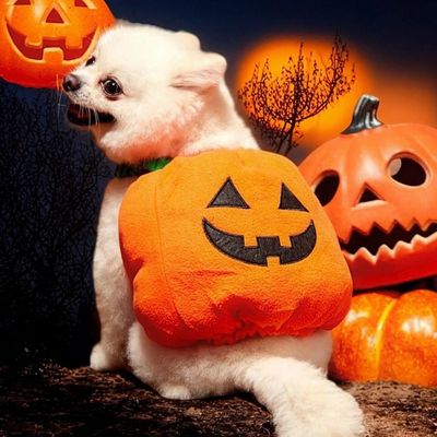 deguisement-pour-chien-doux