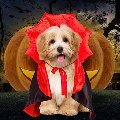 deguisement-pour-chien-elegant