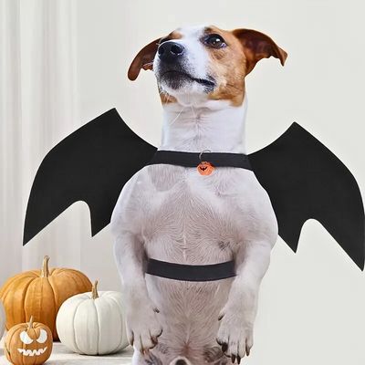 deguisement-pour-chien-fier