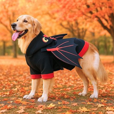 deguisement-pour-chien-golden