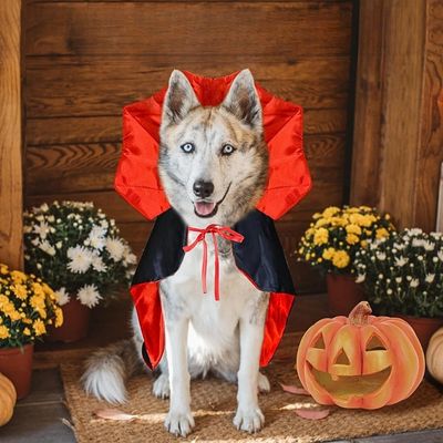 deguisement-pour-chien-husky