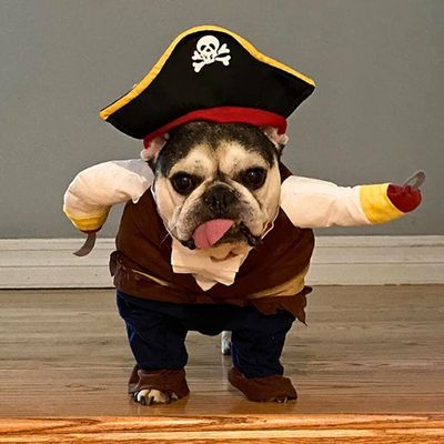 deguisement-pour-chien-langue