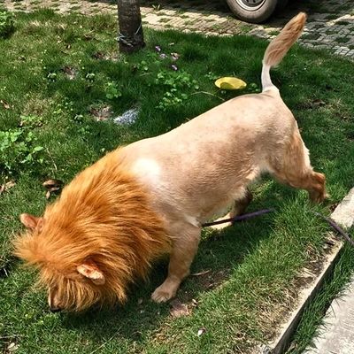 deguisement-pour-chien-lion