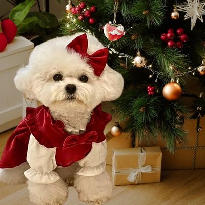 deguisement-pour-chien-souvenirs