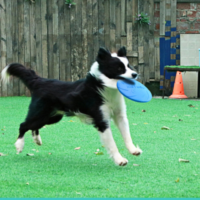 frisbee-chien-bleu