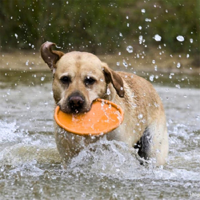 frisbee-chien-orange