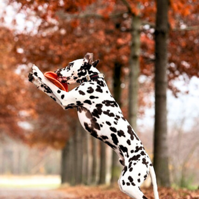 frisbee-chien-résistant