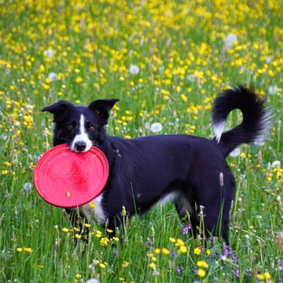 frisbee-chien-rouge