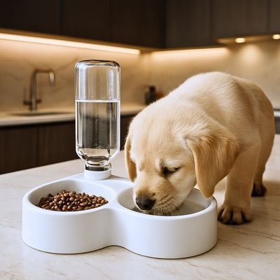 gamelle-pour-chien-pur