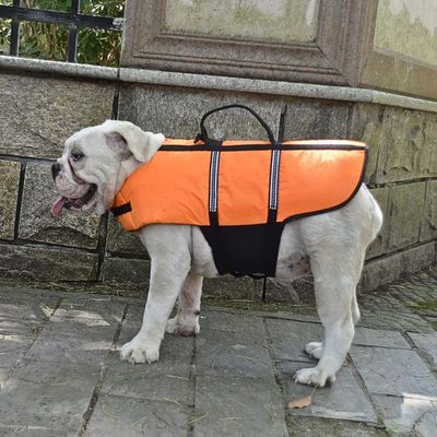 gilet-de-sauvetage-chien-resistant