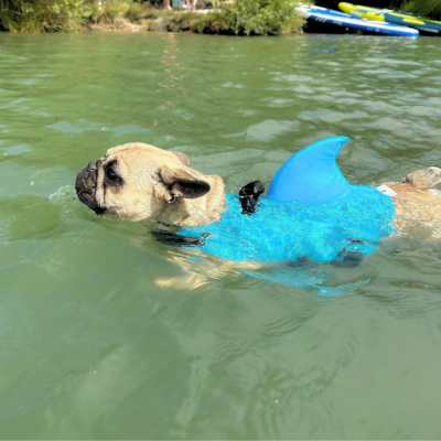 gilet-de-sauvetage-pour-chien-lac