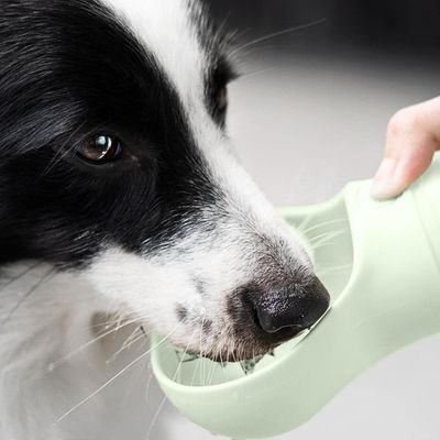 gourde-chien-boire