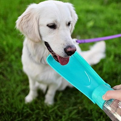gourde-chien-soif
