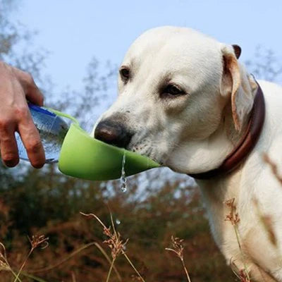 gourde-pour-chien-voyage