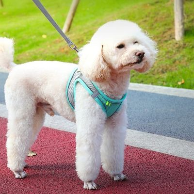harnais-chien-aere