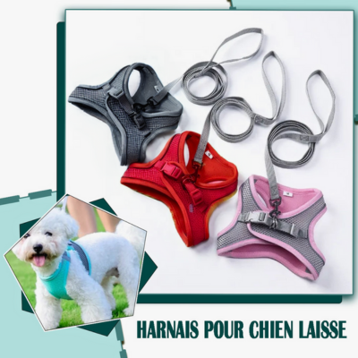 harnais-chien-confortable