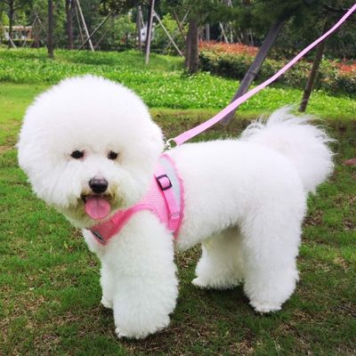 harnais-chien-rose