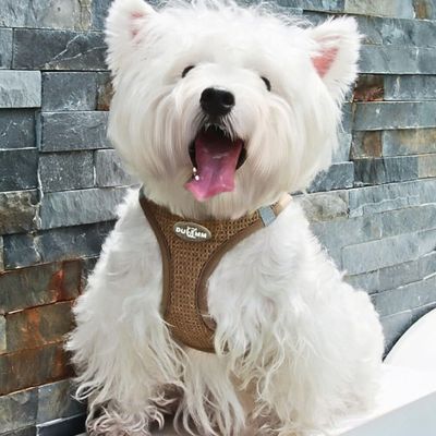 harnais-petit-chien-confort