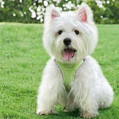 harnais-petit-chien-gazon
