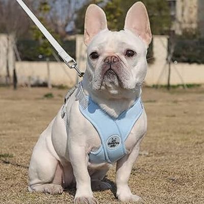 harnais-pour-petit-chien-leger