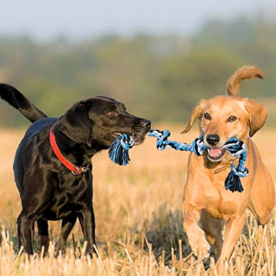 jouet-chien-jeu