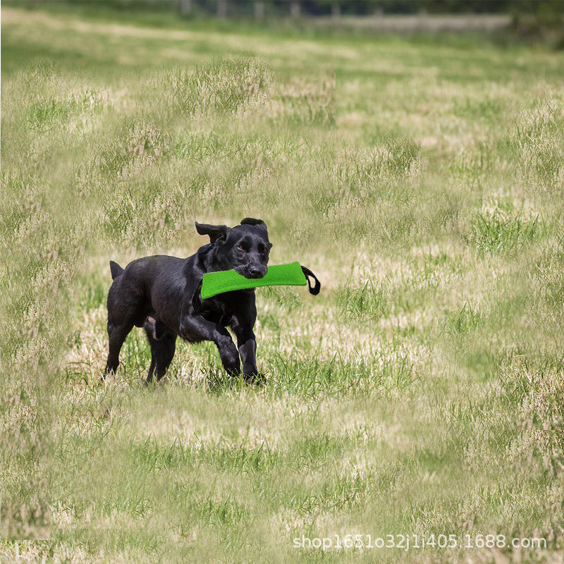 jouet-pour-chien-amusement