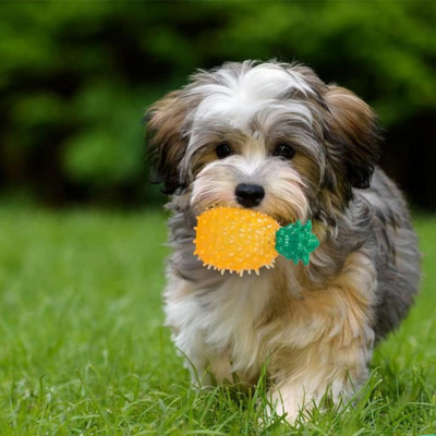 jouet-pour-chien-ananas1