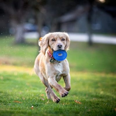 jouet-pour-chien-dents