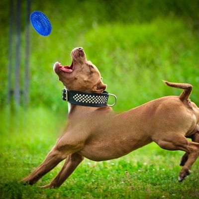 jouet-pour-chien-jeu