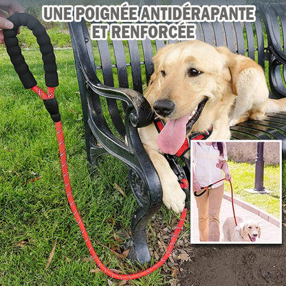 laisse-chien-rouge