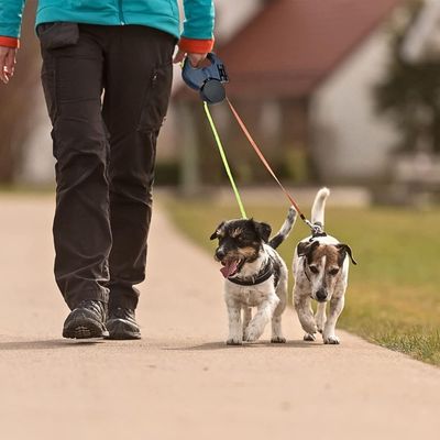 laisse-double-pour-chien-marche
